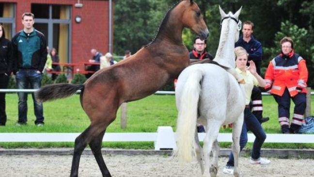 11 000 Euro der Spitzenpreis