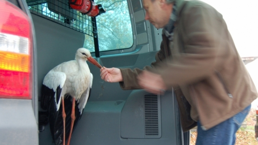 Unter Schock stand der angefahrene Storch, der in Bunde von einem Mercedes erfasst wurde. Klaus Meyer von der Wildtierauffangstation in Rastede holte das Tier aus dem Rheiderland ab.  © Foto: Nagel