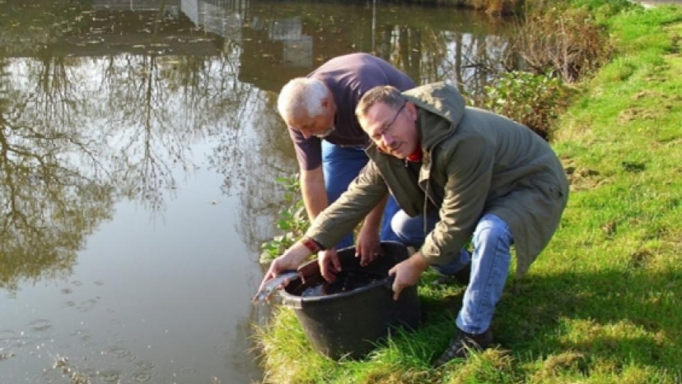 Hinein ins Wasser: Mitglieder des ASV Rheiderland bei Fischbesatzmaßnahmen. © Foto: ASV Rheiderland