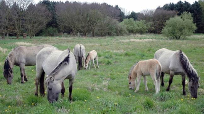 Sechs Koniks weiden jetzt im Hesse-Park