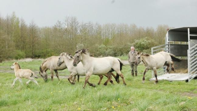 NABU sucht jetzt Paten für die Wildpferde