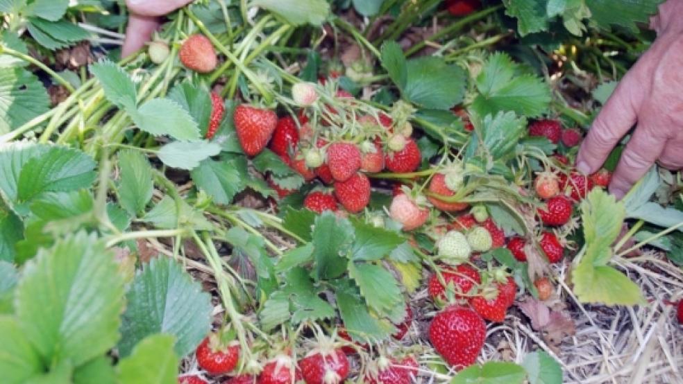 Erdbeeren sind sehr beliebte Früchte in Niedersachsen. Auch in Bunde gibt es sie dann in zwei Wochen wieder auf den Feldern von Hermann Santen am Heerenweg. © Foto: Hanken