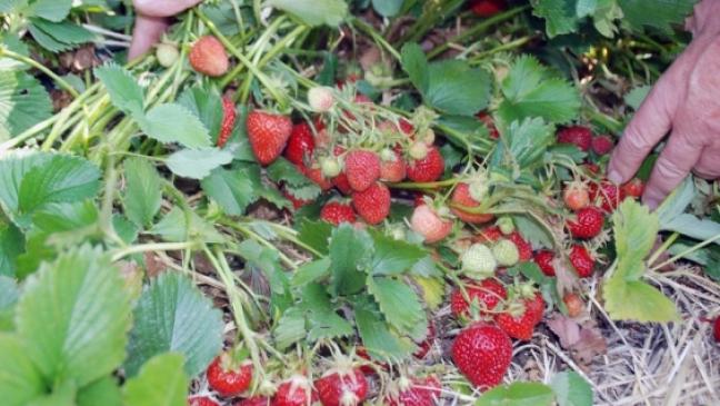 Erdbeeren: »In 14 Tagen ist es soweit«