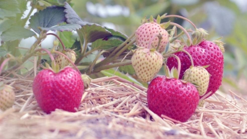 Die Erdbeeren in Bunde wechseln die Farbe. © Foto: Wübbena