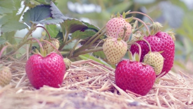 »Das sind Traum-Erdbeeren«