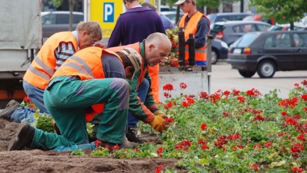 »Pflanzzeit« ist derzeit am neuen Kreisel an der B 436. Jetzt werden die Beete angelegt, da kein weiterer Schwertransport in Richtung Umspannwerk Diele zu erwarten ist, der den Kreisverkehrsplatz wieder direkt durchfahren würde. © Fotos: Hoegen