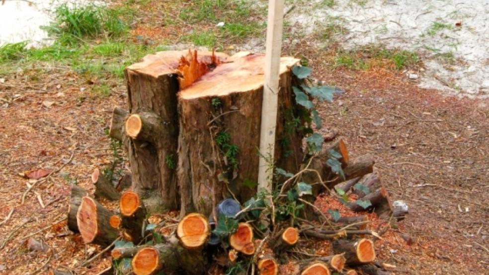 Für Aufsehen im Baugebiet am Hessepark in Weener sorgt das Fällen einer Eibe. In Sichtweite steht ein Mammutbaum, den der Naturschutzbund als gefährdet einstuft.  © Fotos: Szyska