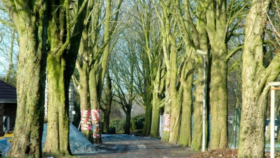 Zum Schutz der Rinde mit Holzlatten verkleidet wurden mehrere Kastanien in der Allee nach Angaben der Grünen erst, als bereits Schäden aufgetreten waren. Durch schwere Baufahrzeuge sollen auch Wurzeln beschädigt worden sein.  © Foto: Szyska