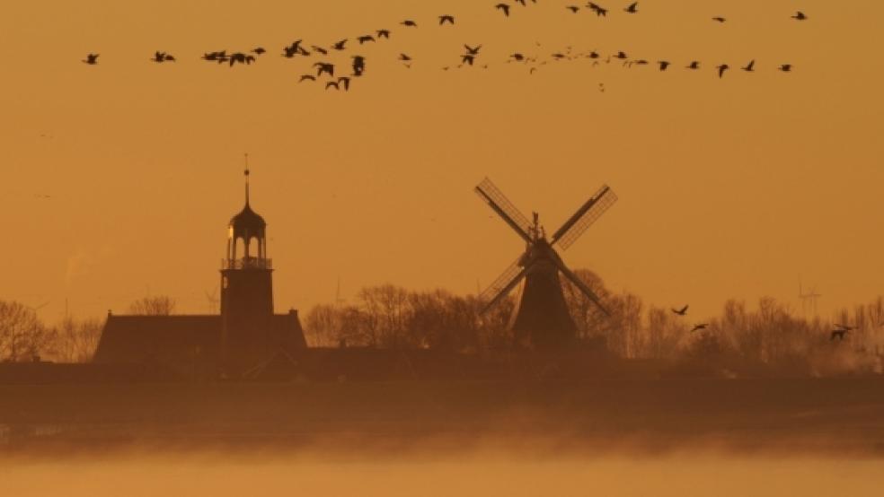 Idylle ohne Vogeljäger: Gänsezug im morgendlichen Nebel über der Ems in Ditzum. © Eilert Voß