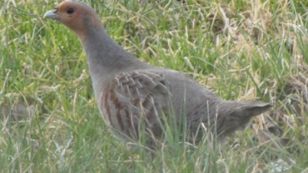 Im Plattdeutschen?»Patries« genannt:?Ein Rebhuhn. Dieser Hühnervogel ist im?Rheiderland sehr selten geworden. Dieses Foto entstand in?Wymeer. © Foto: Kolthoff