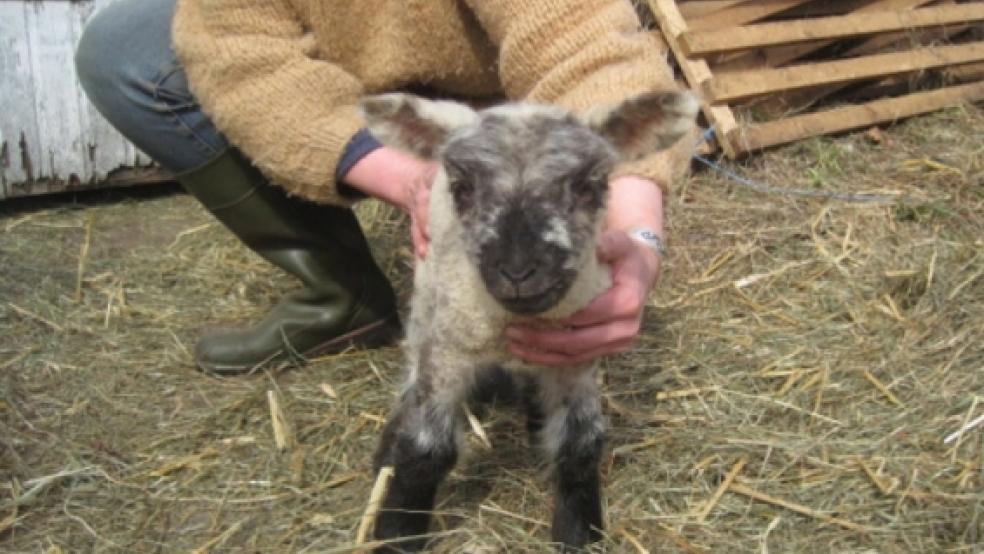 Tierschützer retteten das von Unterkühlung und Fieberschüben geplagte Lamm. © Foto: privat