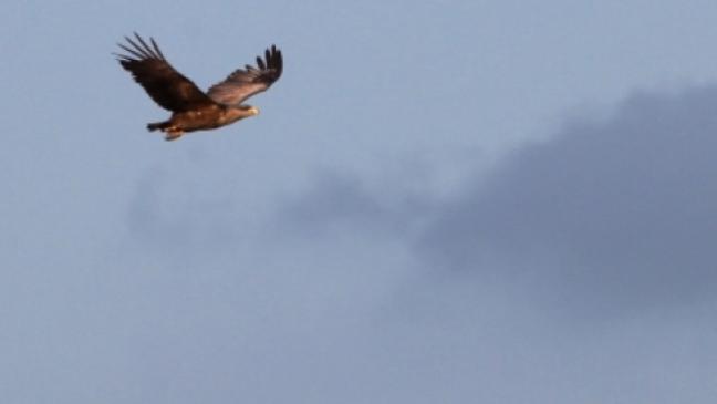 Die Adler an der Ems