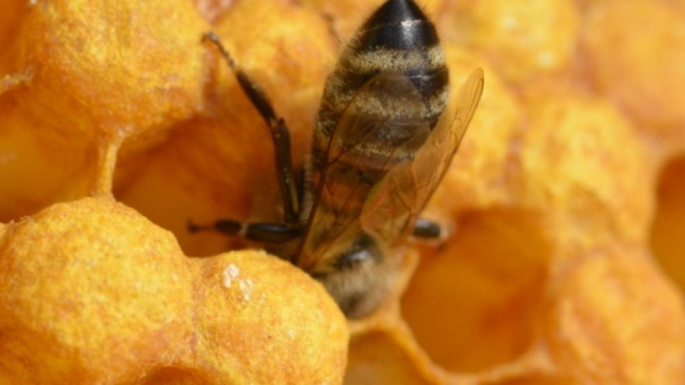 Unter den »Wabendeckeln« verbergen sich die Junglarven. © Foto: Bruins