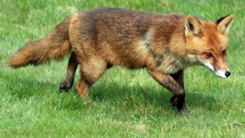 Auf Füchse haben es die Jäger im Hessepark abgesehen. © Foto: privat