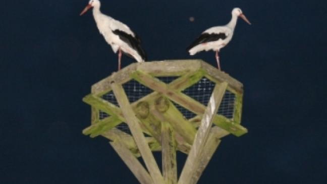 Dem Storch das Nest bereiten