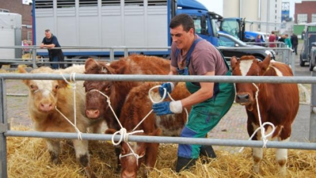 Drei, zwei, eins: Gallimarkt Nummer 505