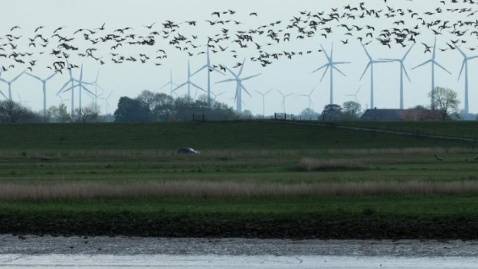 Im Naturschutzgebiet »Emsauen« südlich der Midlumer Ziegelei hat Umweltschützer Eilert Voß aus Petkum nach eigenen Angaben fotografiert, wie Nonnengänse mit Schüssen aus einer Schrotflinte aufgeschreckt und vertrieben werden. © Foto: Voß