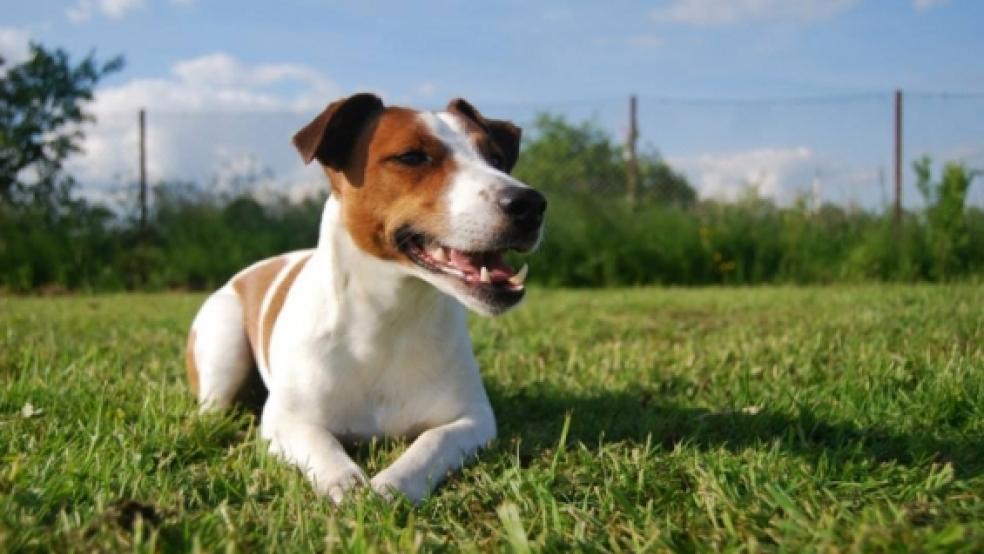 »Harry« muss in der Gemeinde Jemgum vom Herrchen zukünftig an die Leine genommen werden. © Foto: Boelmann