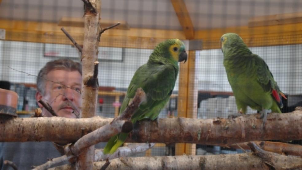 Diese beiden Amazonen-Papageien gehören zu den Highlights der Ausstellung in der Turnhalle am Friedensweg in Bunde. Sie sind der ganze Stolz von Wolfgang Boelen. © de Winter