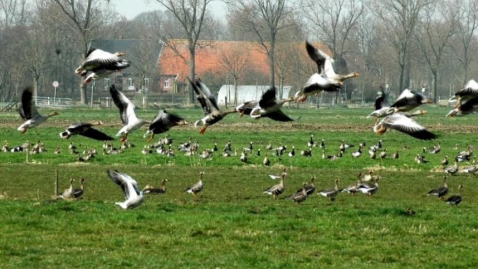 Gefiederte Gäste im Rheiderland. Das neue Regelwerk für den Vertragsnaturschutz stößt nicht auf Gegenliebe bei den Landwirten. © Lindemann (Archiv)