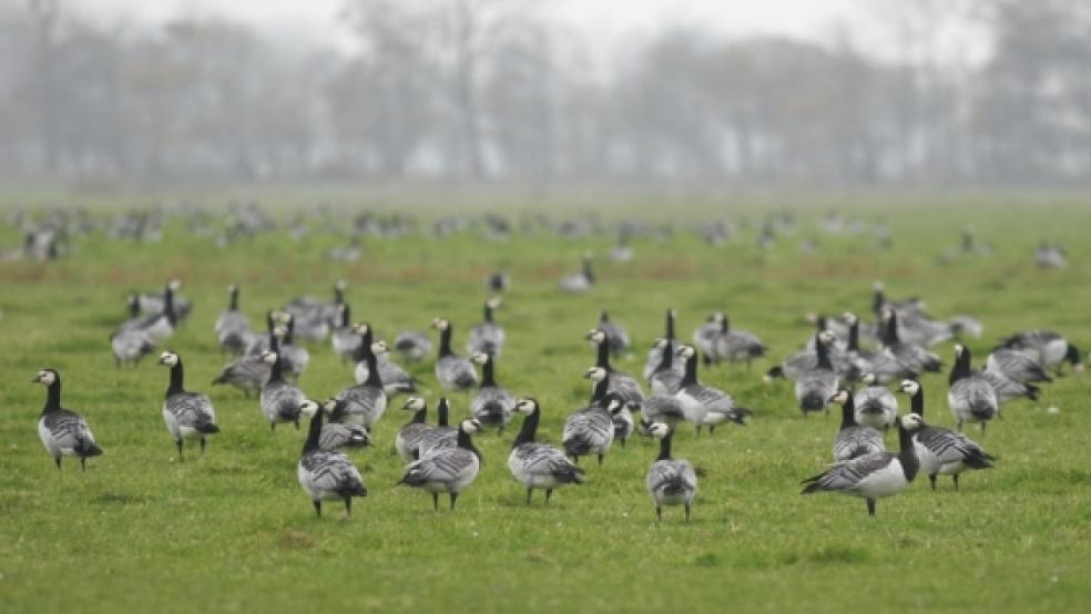 Die Wildgänse im Rheiderland sind nicht nur ein Ärgernis für die Landwirte. Die Zugvögel haben auch touristische Zugkraft, die der Naturschutzbund noch besser vermarkten möchte. Das Bild zeigt Nonnengänse. Im Winter 2012/13 wurden bei Zählungen im Ems-Dollart-Raum genau 61.950 Exemplare der auch als Weißwangengans bekannten Art gesichtet. © Thorsten Krüger