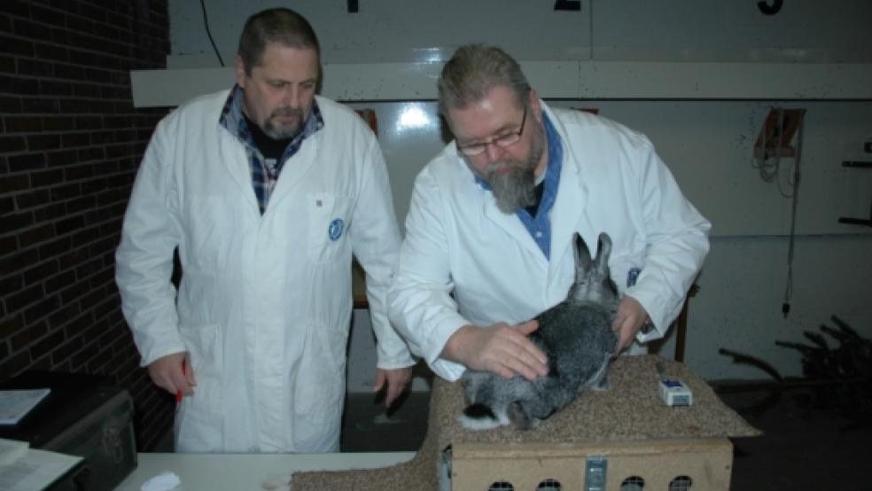 Genau unter die Lupe nahmen die Preisrichter Ingo Heißenbütte und Detlef Knopf gestern diesen Klein Chinchilla - und vergaben die Note »Vorzüglich«. © Foto: de Winter