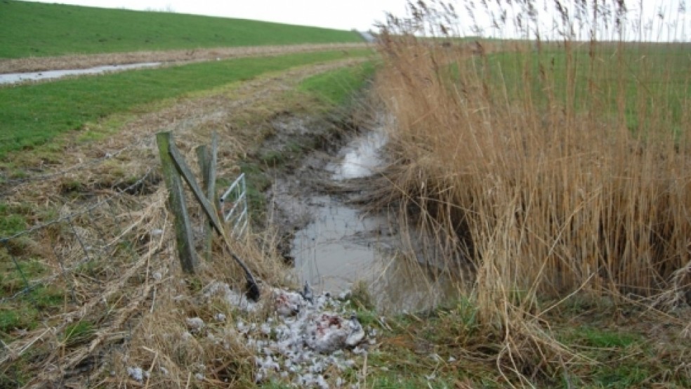 Grausames Bild: Ein übel zugerichteter Gänsekadaver in Nüttermoor. Das Werk von Jägern, sagen Umweltschützer. Ein Rheiderländer behauptet hingegen: »Gefundenes Fressen«.  © Foto: privat