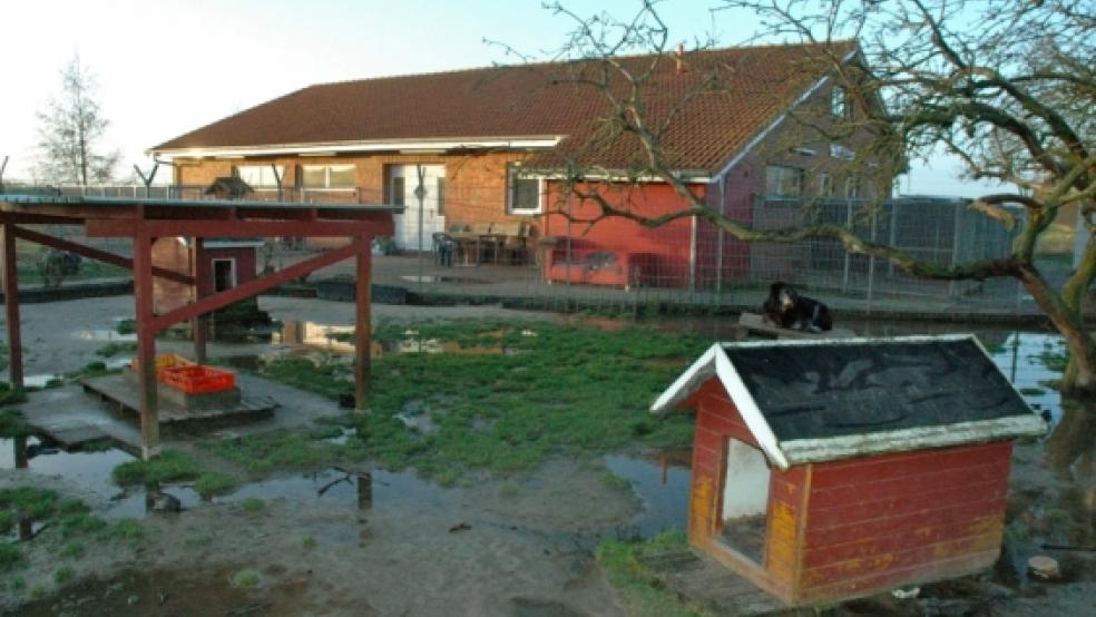 Im Tierheim am Emsdeich in Stapelmoor (Bild) werden zeitweise über 200 Katzen betreut, im Tierheim in Jübberde in der Gemeinde Uplengen sind nur 50 bis 60 »Stubentiger« untergebracht. © Szyska