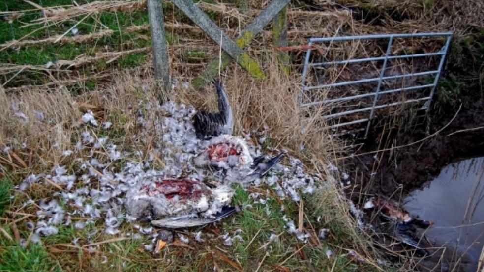 Grausames Bild: Ein übel zugerichteter Gänsekadaver in Nüttermoor. Foto: privat © 