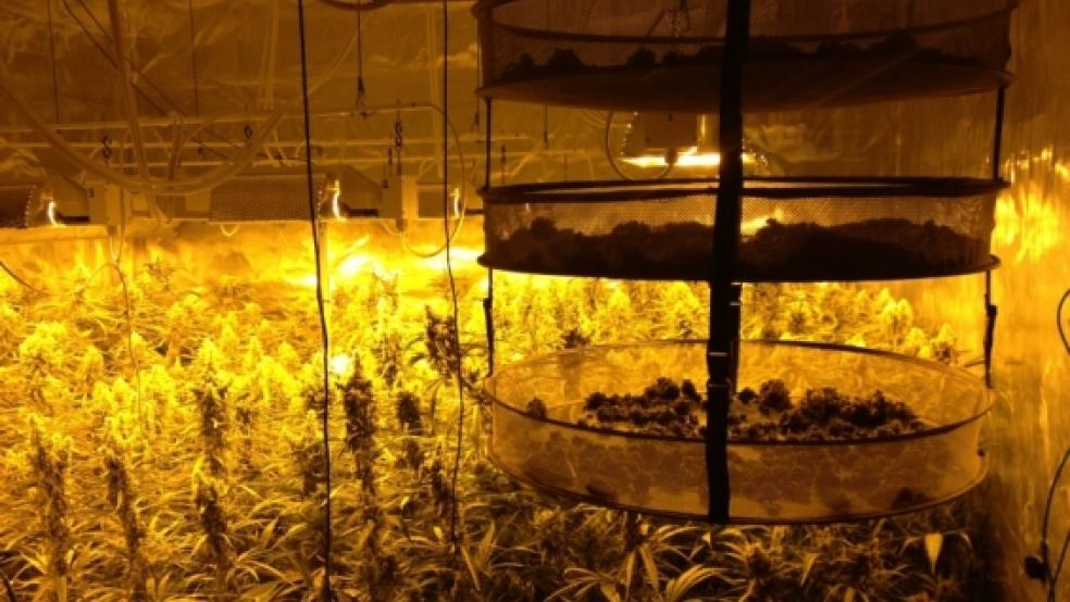 Dieses Bild bot sich Zollfahndern im Dachgeschoss des Hofs in Vellage. In vier Räumen wurde die Cannabis-Aufzucht professionell betrieben. Insgesamt 270 Hanfpflanzen wurden dort sichergestellt. © Zollfahndungsamt Essen