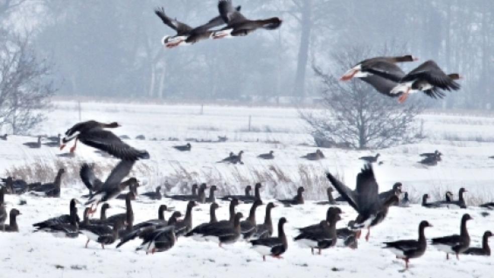 In den bei Nüttermoor gefundenen Gänsekadavern konnte Bleimuntion nachgewiesen werden. © Foto: Müller-Abbas 