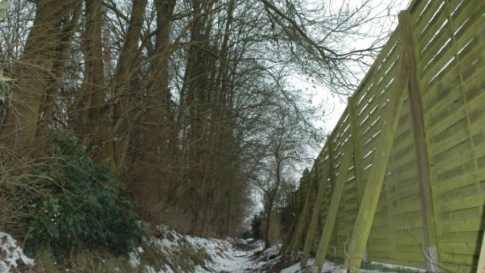 Diese Baumreihe zwischen den Gärten der Häuser an der Bürgermeister-Itzen-Straße und der Euckenstraße lässt die Stadt Weener in Kürze entfernen. Die teils 40 Meter hohen Bäume waren vor 50 Jahren als Windschutz gepflanzt worden. © Szyska