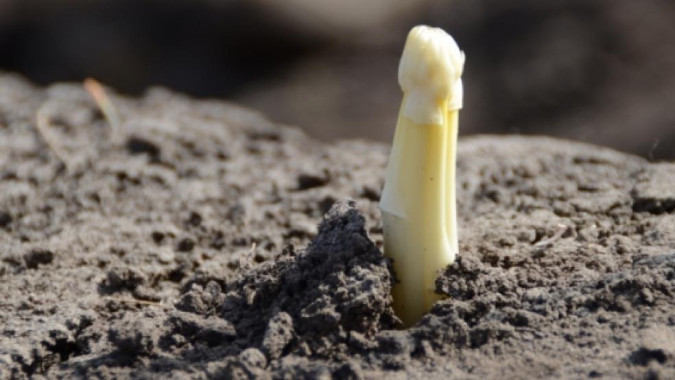 In den Dämmen bei Diele schlummert der Spargel und wartet auf den Durchbruch. In rund zwei Wochen soll die Ernte im Rheiderland beginnen. © Hanken (Archiv)