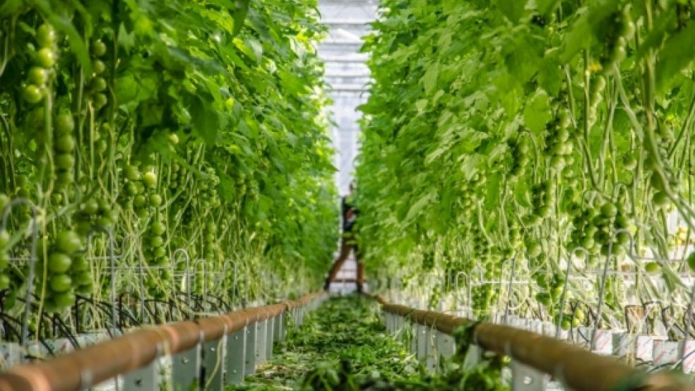 Auf einer Fläche von zwei Hektar hat Björn Schubert in seinen Gewächshäusern vor allem Tomaten angepflanzt. © Foto: Wübbena