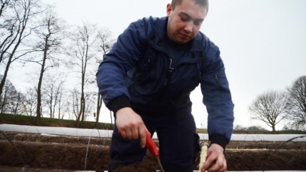 Santen sticht die Konkurrenz aus: Der erste Spargel der Saison kommt wieder mal aus Diele. Daniel Santen zieht die ersten Stangen aus dem Erdwall. © Hanken