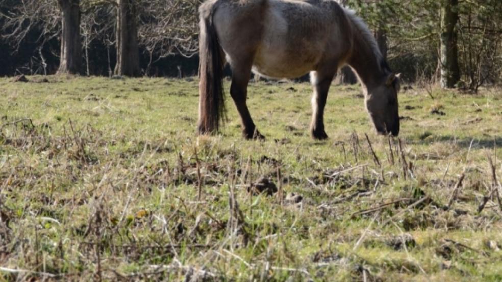 Der Verein soll sich auch um das Wildpferde-Projekt kümmern. © Foto: Hanken