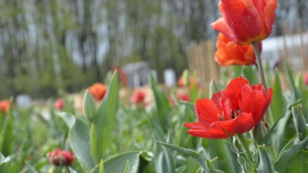 Blütenzauber im Emsland: Gestern wurde die Papenburger Landesgartenschau eröffnet. © Wübbena