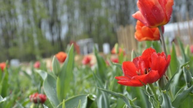 Frühlingssonne begrüßt Gartenschau