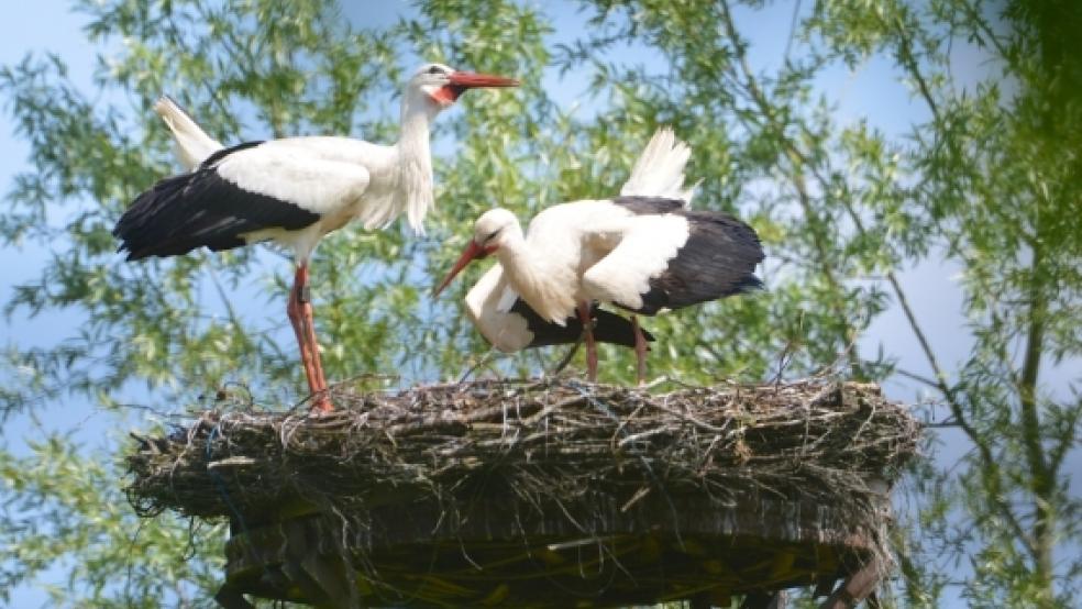 Wird´s was mit dem Nachwuchs? Die Hoffnung in Diele wächst, seit dieses Storchenpaar das Nest an der Schützenstraße besetzt hat. Vor über zehn Jahren haben Storchenfreunde aus dem Ort den Strommast und das Wagenrad bei Landwirt Walter Groen in Dielerheide zusammengesetzt. © Foto: Bruins