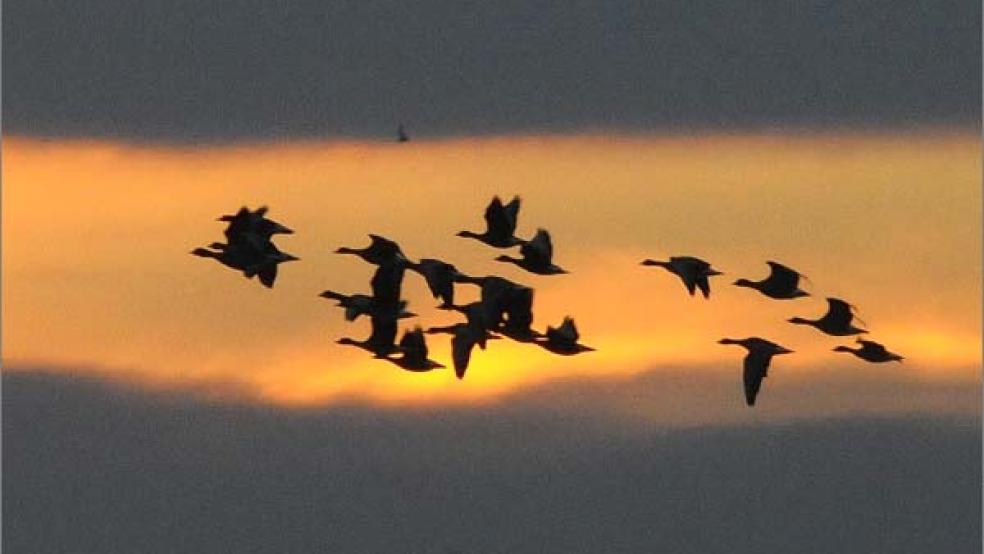 Im Anflug auf das Rheiderland: Wildgänse vor der untergehenden Sonne. Der Kompromiss, den Umweltministerium und Landwirtschaft gefunden haben, wird vom Naturschutzbund Niedersachsen scharf kritisiert. © Foto: Eilert Voß