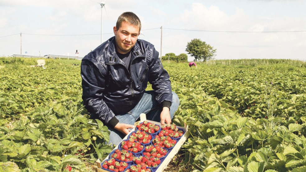 Daniel Santen ist hauptsächlich für den Erdbeeranbau im elterlichen Unternehmen verantwortlich. Ab Mittwoch kann auf dem Feld in Bunde auch wieder selbst gepflückt werden.  © Foto: Garrels