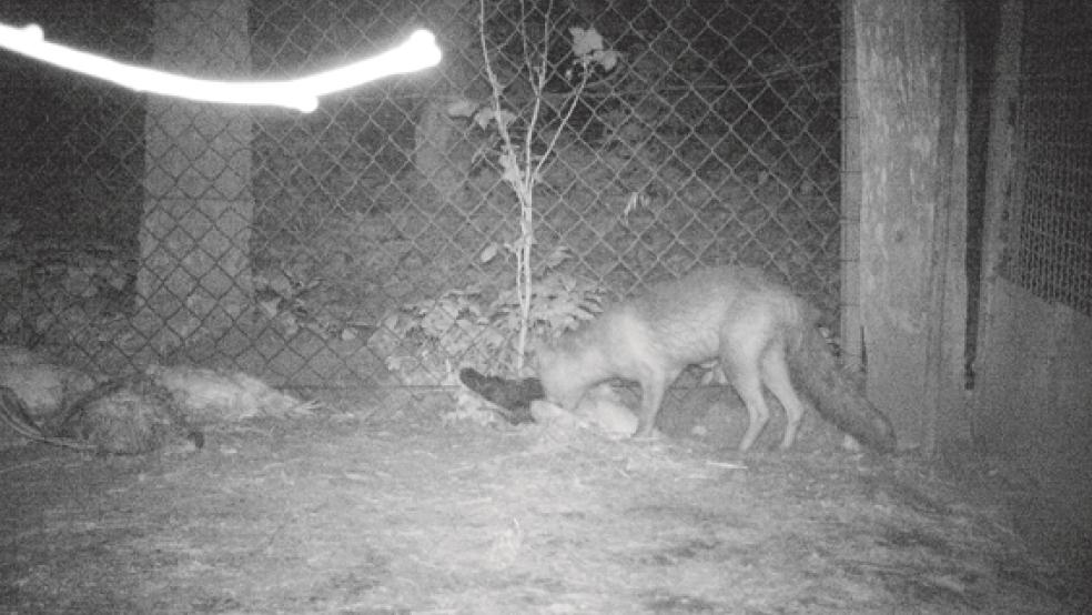 Räuber in der Nacht: Der Fuchs taucht vor dem Gehege auf (links oben), kriecht unter den Zaun hindurch (links unten) und greift sich eines der Hühner (großes Bild). © Fotos: Hermann Wodtke