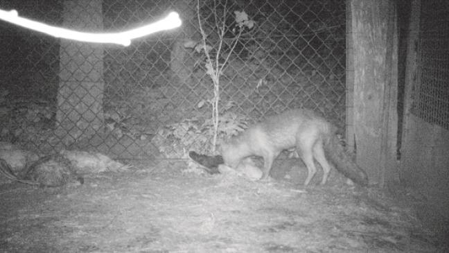 Erwischt: Hühnerdieb tappt in Fotofalle