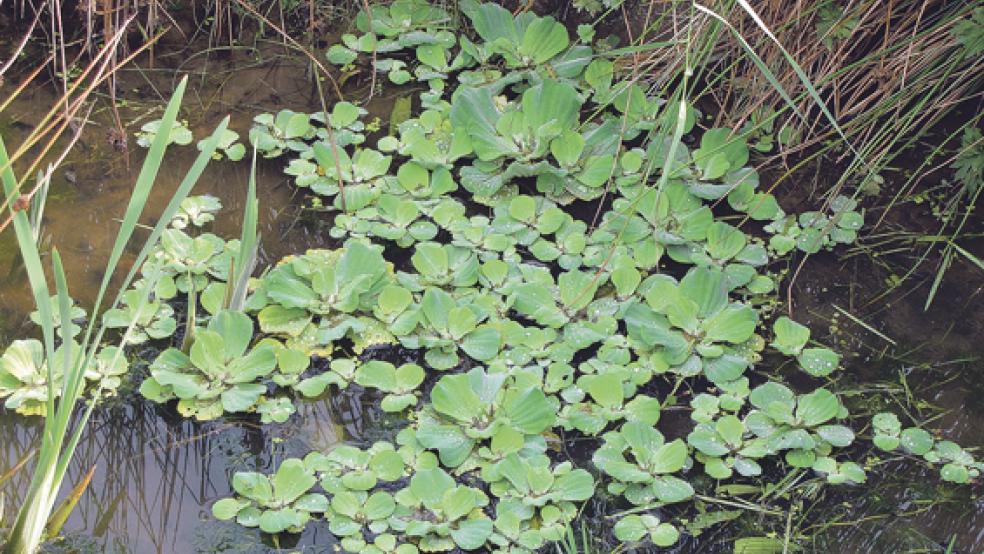 Breitet sich explosionsartig aus: Wassersalat (Pistia stratiotes). © Fotos: privat