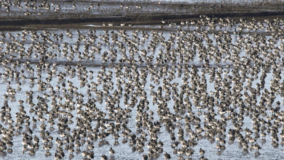 Im Ems-Dollart-Raum rasten und überwintern nordische Gänsearten. Diese Nonnengänse hat der Vogelexperte Eilert Voß im Naturschutzgebiet »Petkumer Deichvorland« an der Ems direkt gegenüber von Ditzum fotografiert. © Foto: Voß