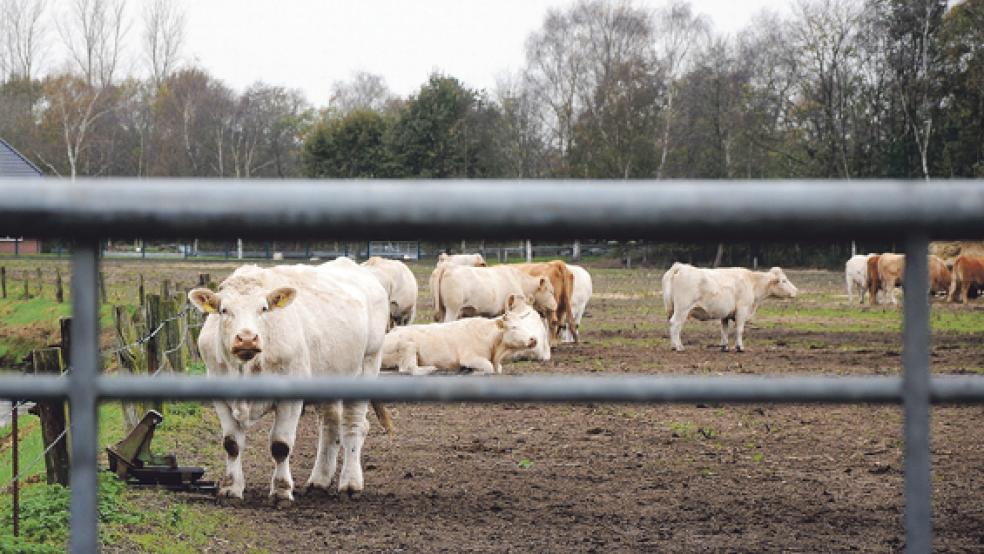 Auf dieser Weide am Mühlenweg in Papenburg fand der Landwirt gestern Morgen die von Unbekannten entsetzlich zugerichtete Kuh. Auf der eingezäunten Weide befanden sich 42 Tiere der Rasse Charolais. © Foto: Hinrichs