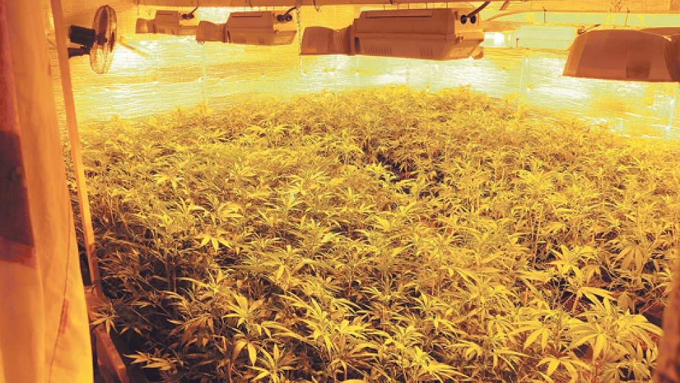 Professionell betrieben wurde die Drogen-Plantage auf dem Dachboden eines Wohnhauses in Ditzumerverlaat. © Foto: Polizei