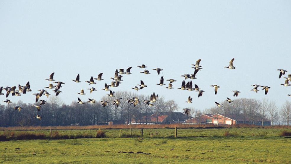 Gänse im Formationsflug bei Hatzumerfehn: Aus Sicht der Grünen im Rheiderland wird noch zu wenig für den Schutz der Wildgänse getan. © Foto: Kuper