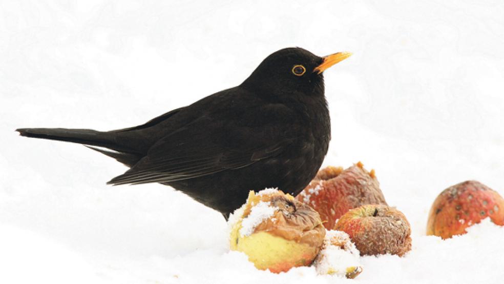 Die Amsel ist auch im Rheiderland weit verbreitet. © Foto: Derer/NABU