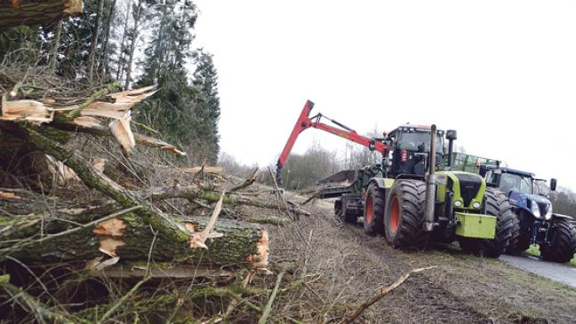 Weiden am Waldweg mussten weichen